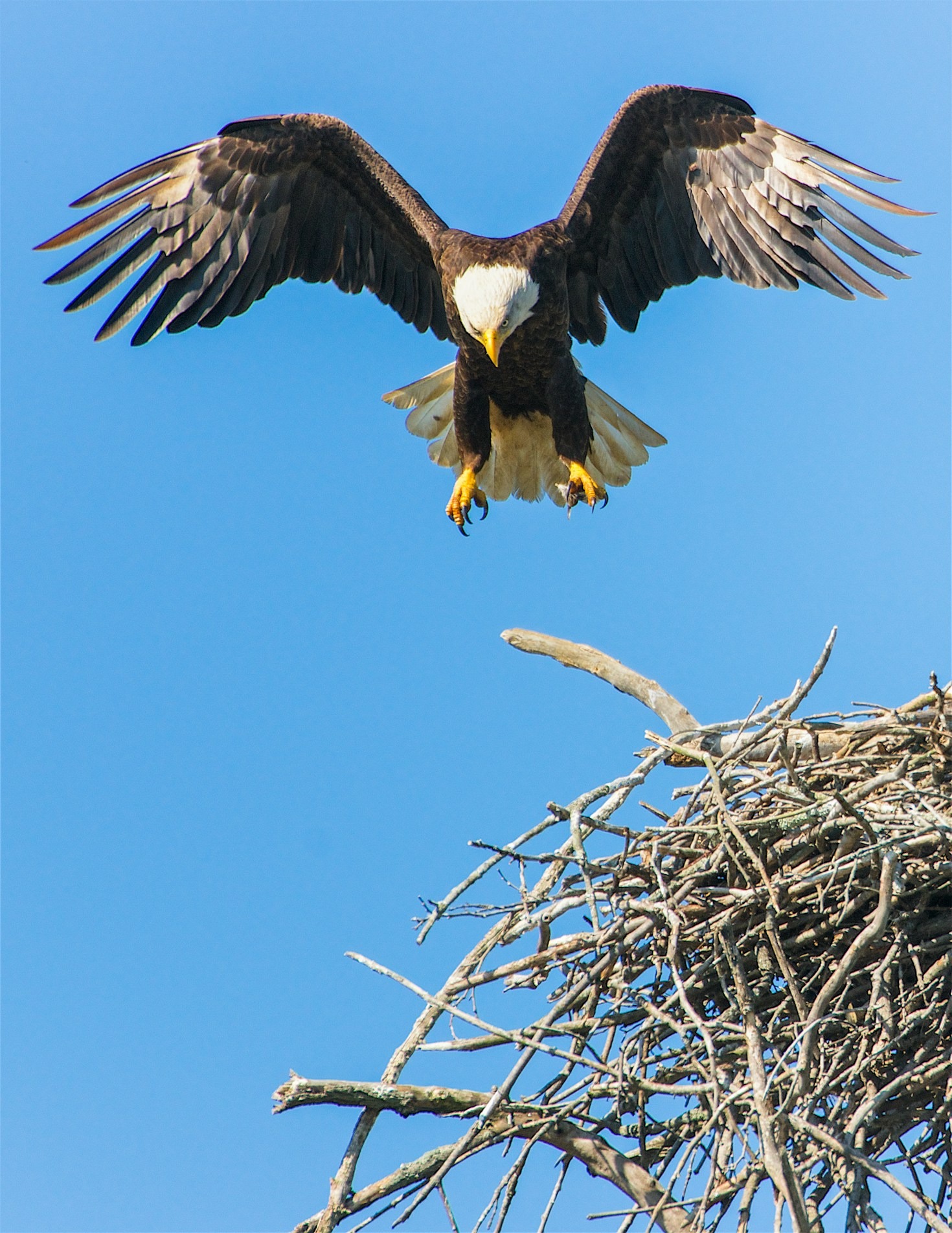 Vögel in Bewegung: Ein Fotografieleitfaden